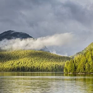 Fog-shrouded forest near Juneau, Southeast Alaska, United States of America, North America