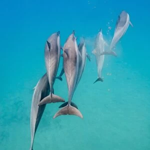 Hawaiian spinner dolphins (Stenella longirostris), AuAu Channel, Maui, Hawaii, United States of America, Pacific