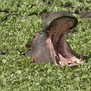 Hippopotamus (Hippopotamus amphibius) yawning in the water, Masai Mara, Kenya, East Africa, Africa