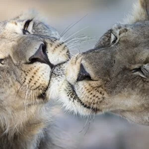 Lions (Panthera leo) grooming, Kgalagadi Transfrontier Park, South Africa, Africa