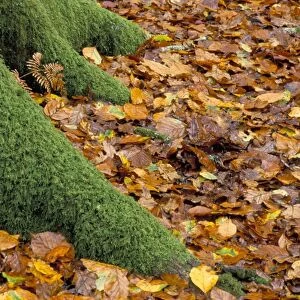 Moss covered tree foot and autumn leaves, New Forest, Hampshire, England
