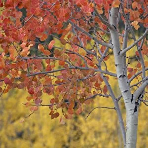 Orange and yellow aspen leaves, White River National Forest, Colorado, United States of America