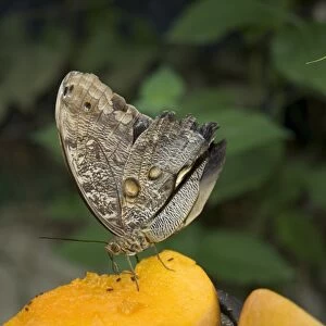 Owl Moth, Monteverde, Costa Rica, Central America
