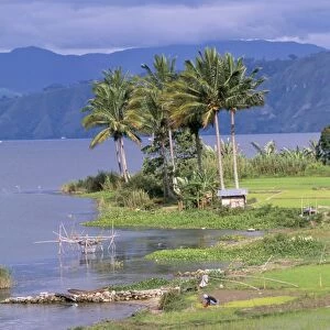 Paddy fields at Tuk Tuk on Samosir Island in Lake Toba