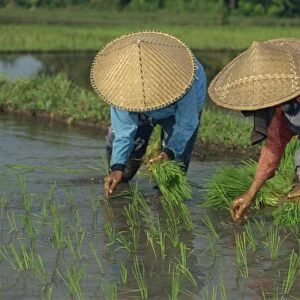 Two people rice planting