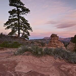 Pine tree and sandstone at dawn with pink clouds, Zion National Park, Utah, United