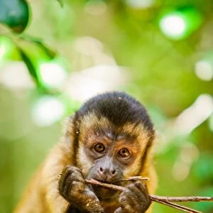 Portrait of a monkey, Johannesburg, South Africa, Africa