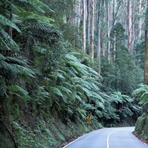 Road and mountain ash forest, Victoria, Australia, Pacific