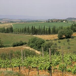 Vines and vineyards on rolling countryside in the heart