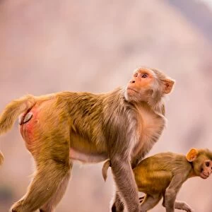 Wild monkeys, Jaipur, Rajasthan, India, Asia