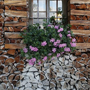 Window with flowers, wooden chalet in the French Alps, Sallanches, Haute-Savoie, France, Europe