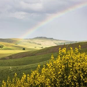 Yellow flowers and rainbow frame the green hills of Crete Senesi (Senese Clays), Province of Siena
