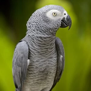Bali, Ubud. An African Grey Parrot at Bali Bird Park