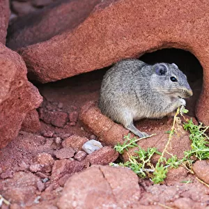 Desert rat feeding, Twyfelfontein, UNESCO World Heritage Site, Damaraland, Namibia
