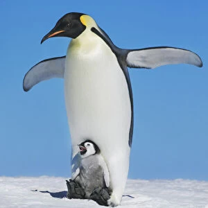 Emperor penguin stretching with chick - Antarctica, Antarctic Peninsula, Snowhill Island