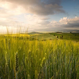 Grain fields in Orcia Valley, Pienza district, Tuscany, Italy