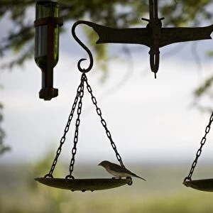 Kenya, Laikipia, Ol Malo. A small bird feeds on a bird table created from an old set of scales at Ol