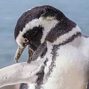 Magellanic penguin (Spheniscus magellanicus) Caleta Valdes, Valdes Peninsula, UNESCO