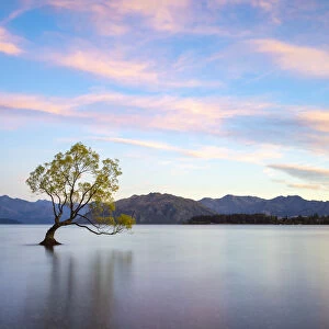 Popular lone tree in Roys Bay on Wanaka Lake against sky at sunrise, Wanaka