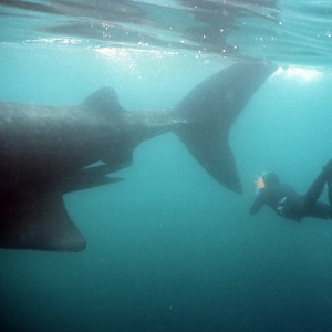 Basking shark, diver at tail (Cetorhinus maximus)