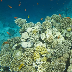Coral reef in the Blue Hole off Dahab in the Red Sea in Egypt. Like many areas of coral around the world they are increasingly threatened by global warming indiuced coral bleaching. Bleaching is caused when the water temperature rises to a point