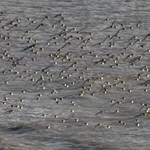 Flock of greenshank in flight, St. Ishmaels