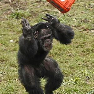 A chimpanzee throws a video camera in a protective case in the Budongo Trail enclosure at