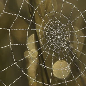 Dew drops on a spider web reflect the morning sun in Richmond Park in west London