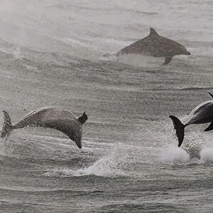 Dolphins leap in the waters of Bondi Beach in Sydney