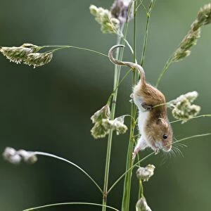 Harvest Mouse Micromys minutus on nature reserve Norfolk June