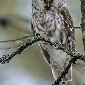 Tengmalms Owl Aegolius funereus Finland spring