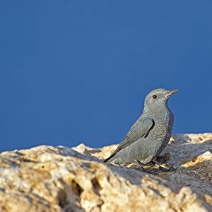 Blue Rock-thrush (Monticola solitarius) adult male, standing on rocks, Malta, November