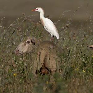 Cattle Egret in courtship colours/ plumage standing on a sheep