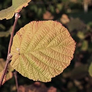 Common Hazel (Corylus avellana) close-up of leaf in autumn colour, growing in woodland, Vicarage Plantation