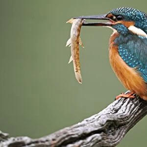 Common Kingfisher (Alcedo atthis) adult, with loach in beak, perched on branch, Midlands, England, november