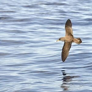 Corys Shearwater (Calonectris diomedea) adult, in flight over ocean, Azores, June