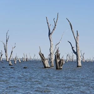 Dead trees in lake created in 1939 by damming river to provide irrigation water for surrounding district, Lake Mulwala