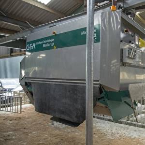 Domestic Goat, Saanen and Toggenburg nannies, dairy herd in yard with Mullerup automatic feeder, Yorkshire, England