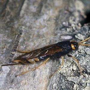 Greater Horntail or wood wasp- Sirex gigas