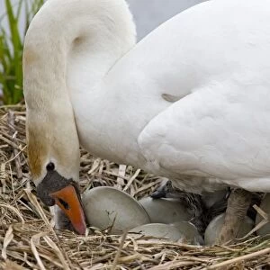 Mute Swan (Cygnus olor) adult female, turning eggs at nest, Suffolk, England, May