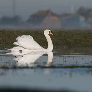 Mute Swan (Cygnus olor) adult, swimming on misty flooded grazing marsh at dawn, with farm buildings in distance