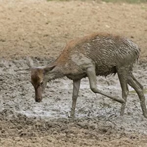 Red Deer (Cervus elaphus) hind, kicking mud with front foot, standing in wallow, Minsmere RSPB Reserve, Suffolk
