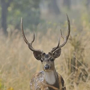 Spotted Deer (Axis axis) adult male, standing in grass, Bandhavgarh N. P. Madhya Pradesh, India, December
