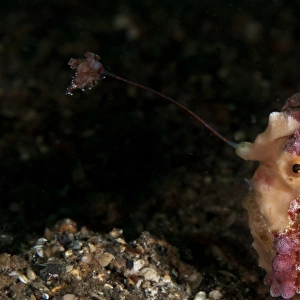 Warty Frogfish (Antennarius maculatus) adult, close-up of head, using lure to attract prey, on black sand