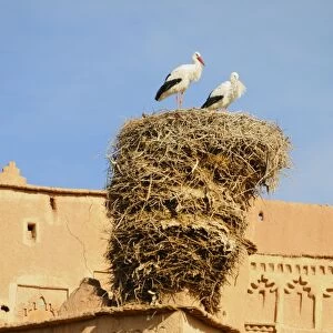 White Stork (Ciconia ciconia) adult pair, standing at nest on ancient kasbah building, Taourirt, Ouarzazate, Morocco, january