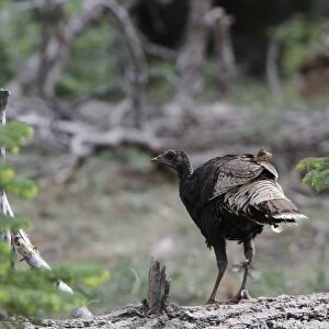 Wild Turkey, female southwestern race, Utah USA