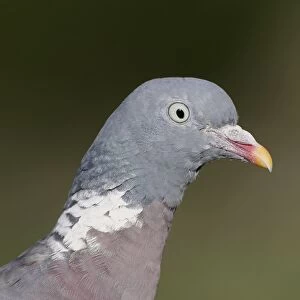 Wood Pigeon (Columba palumbus) adult, close-up of head, Warwickshire, England, October