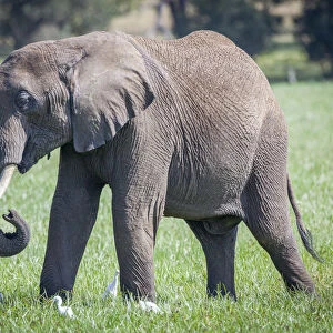 African elephant grazing