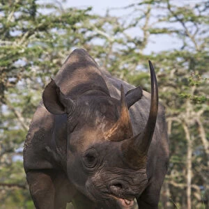 Black Rhino (Diceros bicornis), Mount Kenya National Park, Kenya