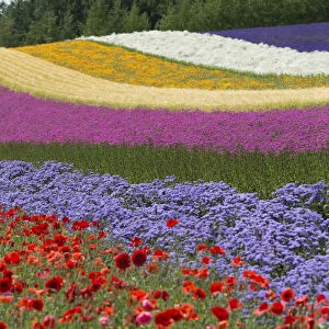 Colorful flowers in the lavender farm, Furano, Hokkaido Prefecture, Japan